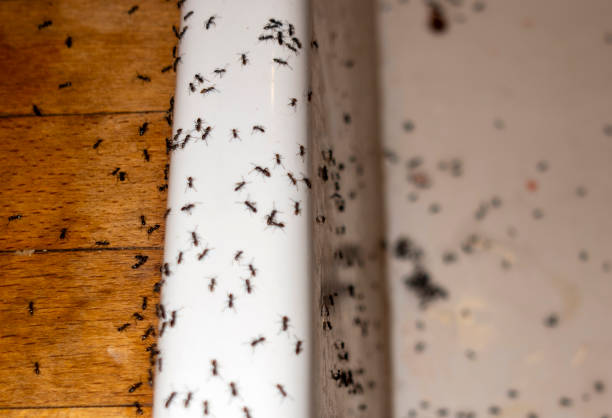 Best Rat Extermination Near Me  in Lower Lake, CA